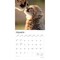Baby Animals | 2026 12 x 24 Inch (Hanging) Monthly Square Wall Calendar | Plastic-Free